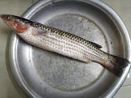 ভাঙ্গন মাছ