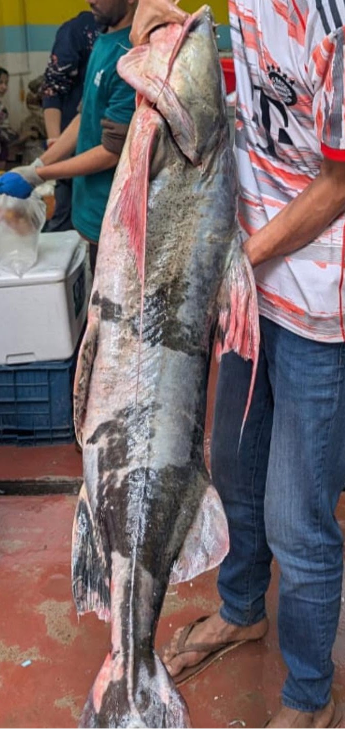 River Bagha Ayer Fish- নদীর বাঘা আইড় মাছ
