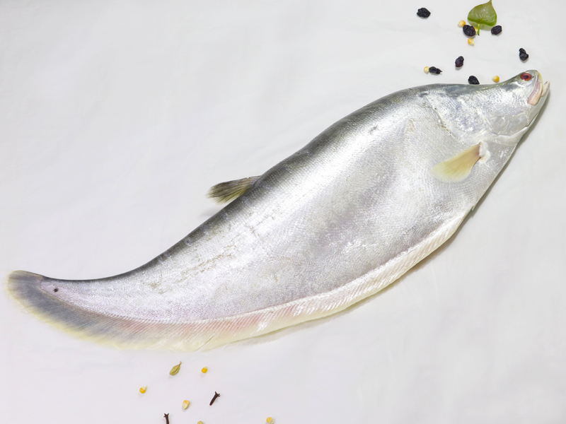 নদীর চিতল