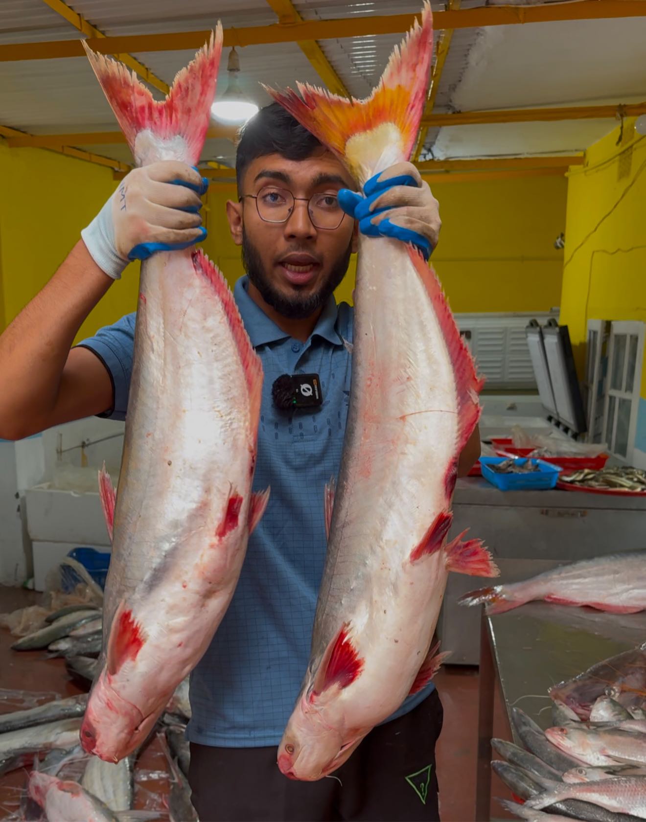 নদীর পাঙ্গাস ১০-১৩ কেজি সাইজ