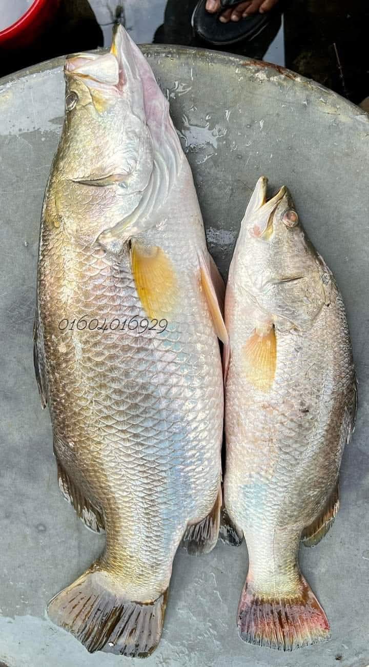 নদীর কোরাল ৩-৪ কেজি সাইজ