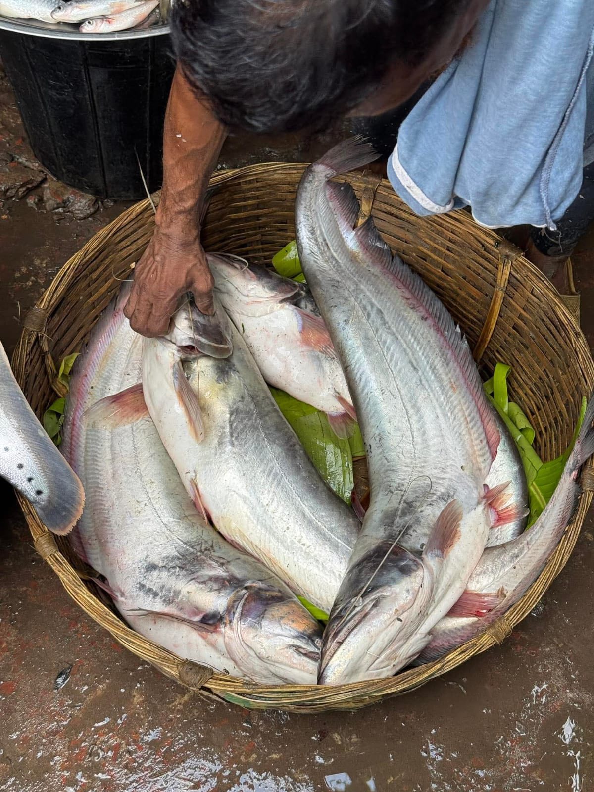 নদীর বোয়াল 3-4 কেজি সাইজ