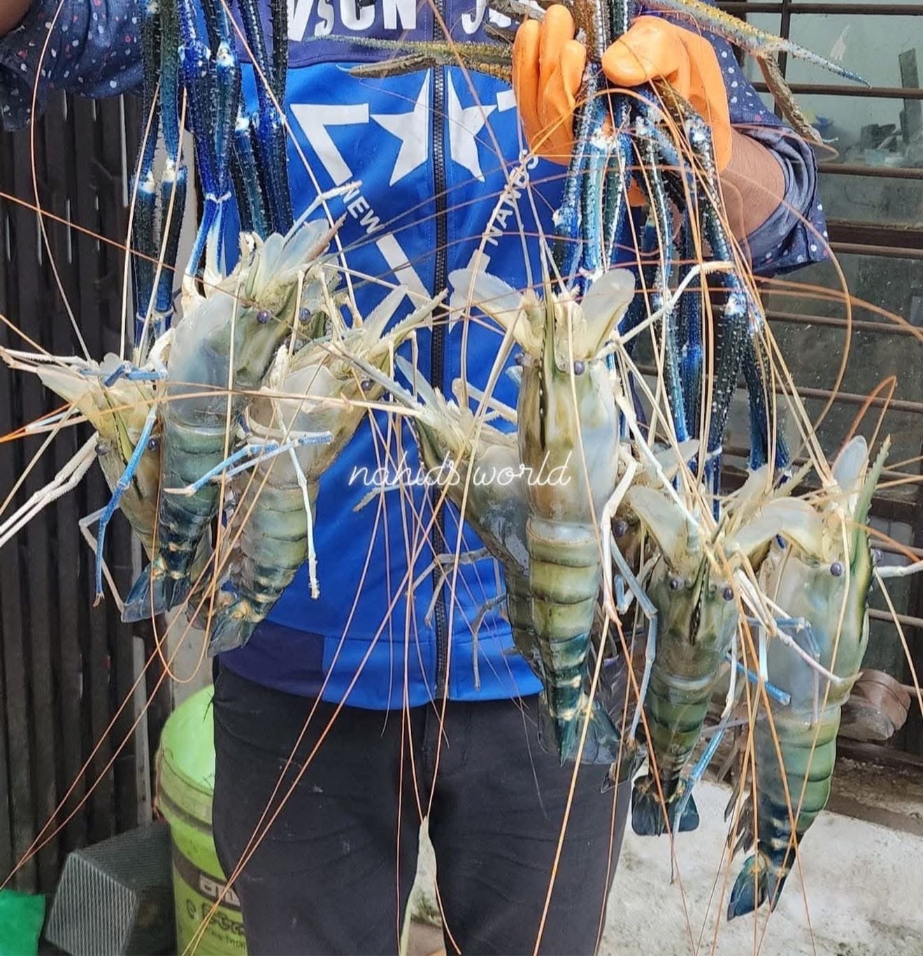 গলদা চিংড়ি ১০-১৪ পিসে কেজি