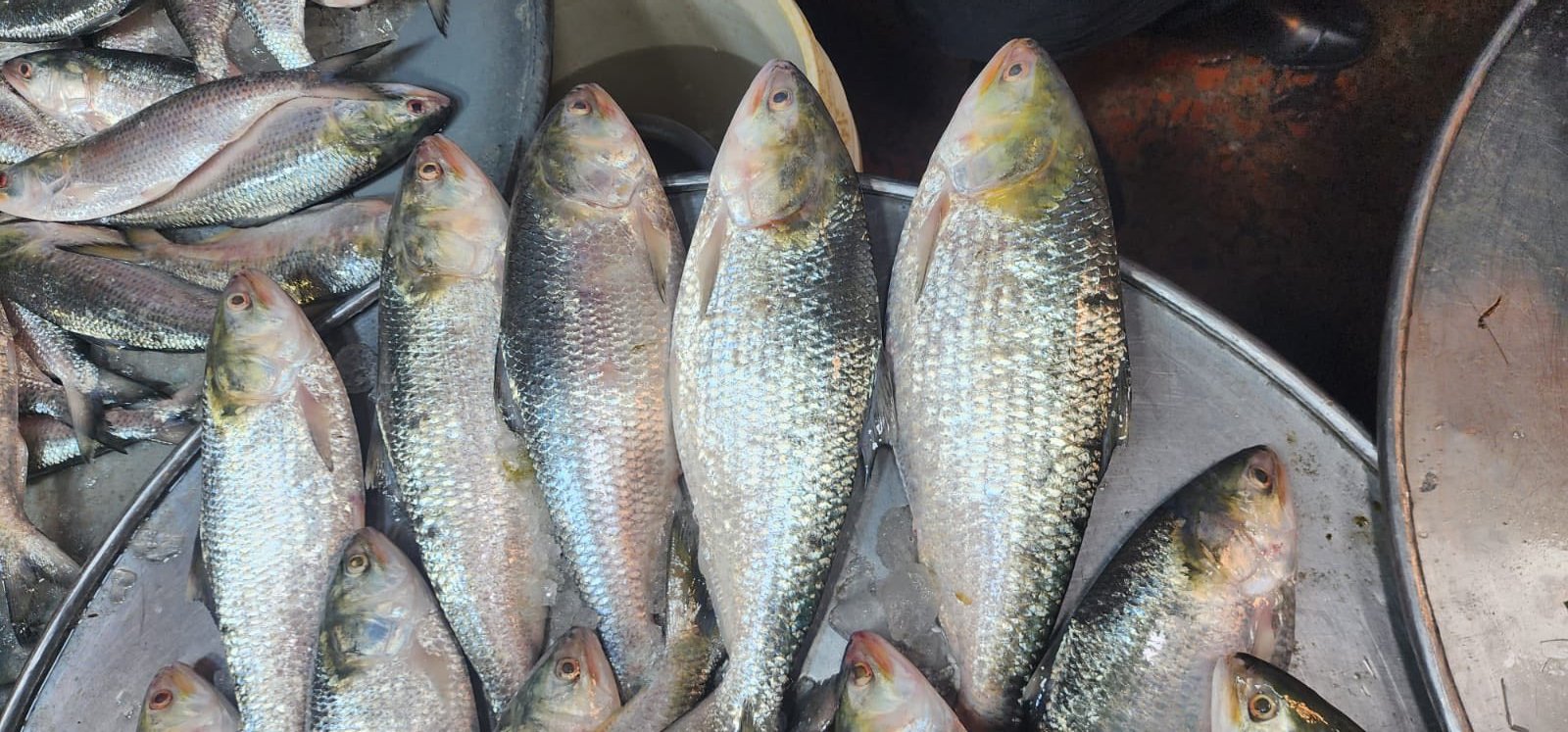 ইলিশ 400-500 গ্রাম সাইজ