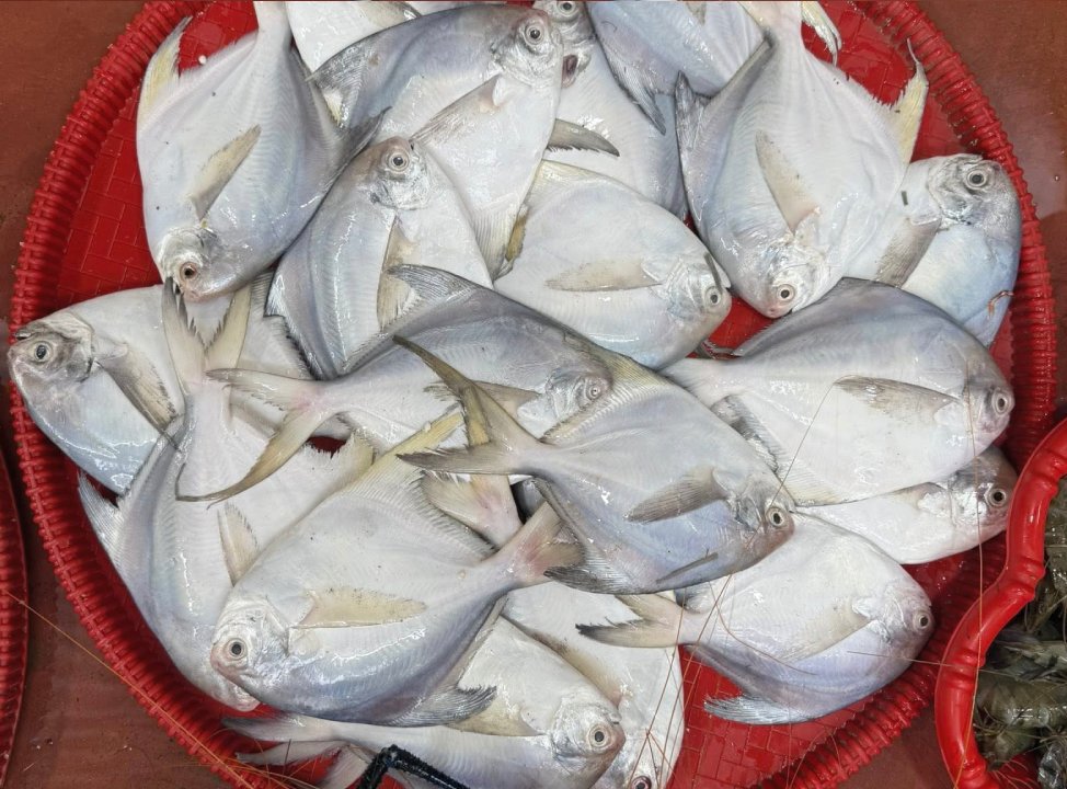 রূপচাঁদা ৩-৪ পিসে কেজি