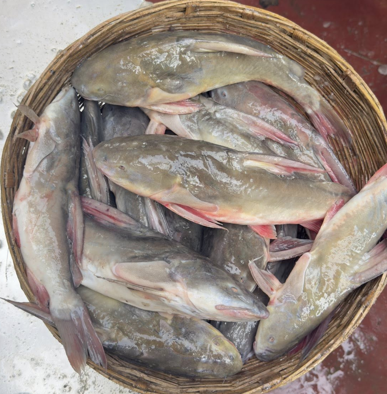 নদীর রিঠা মাছ ৫০০-৬০০ গ্রাম সাইজ