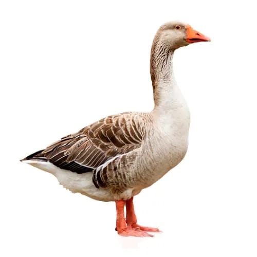 গ্রামের পালিত দেশি রাজহাঁস ৪ কেজি সাইজ