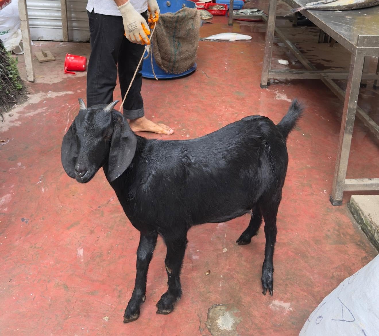 আস্ত খাসি লাইভ ওয়েট