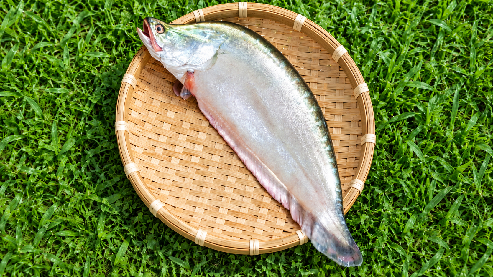 Chital Fish- চিতল মাছ